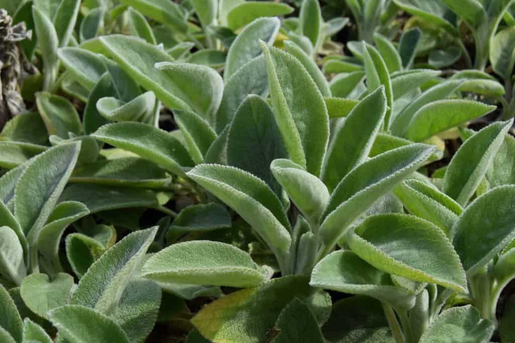 Stachys byzantina 'Big Ears' ---